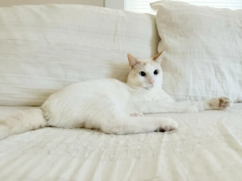 An adult medium-sized male Domestic Short Hair cat named Waffles for adoption in Parkville, MD