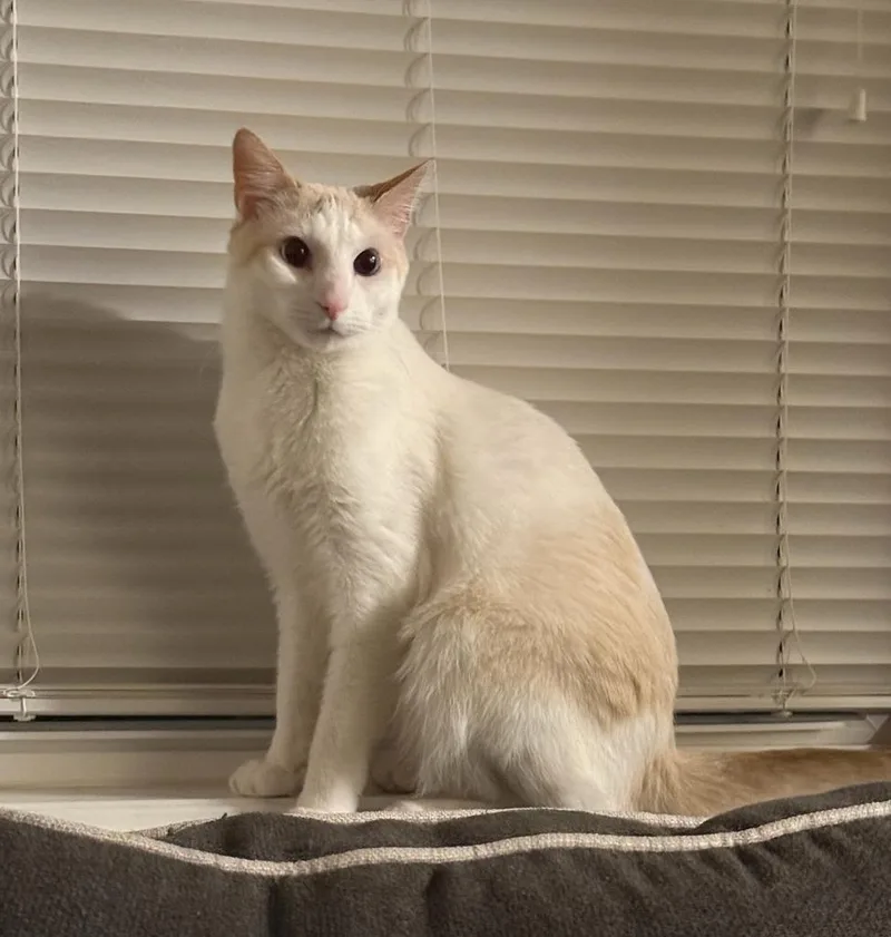 Waffles thumbnail 3