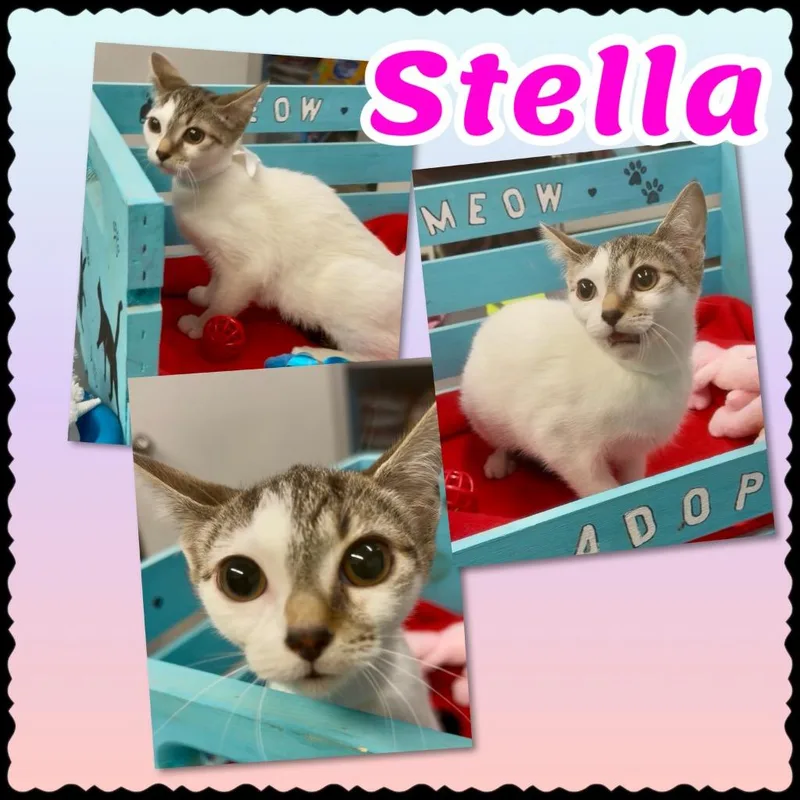 Stella