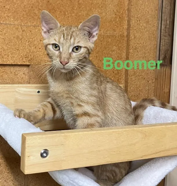 A baby medium-sized male Domestic Short Hair cat named Boomer for adoption in Zimmerman, MN