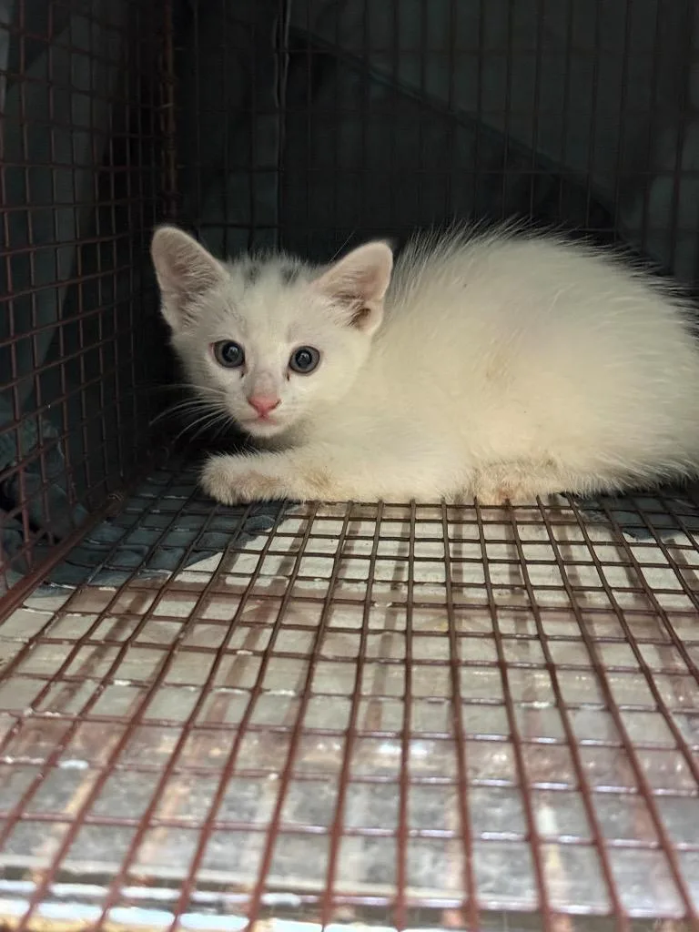 A baby small-sized male Domestic Short Hair cat named Ghost for adoption in New Braunfels, TX