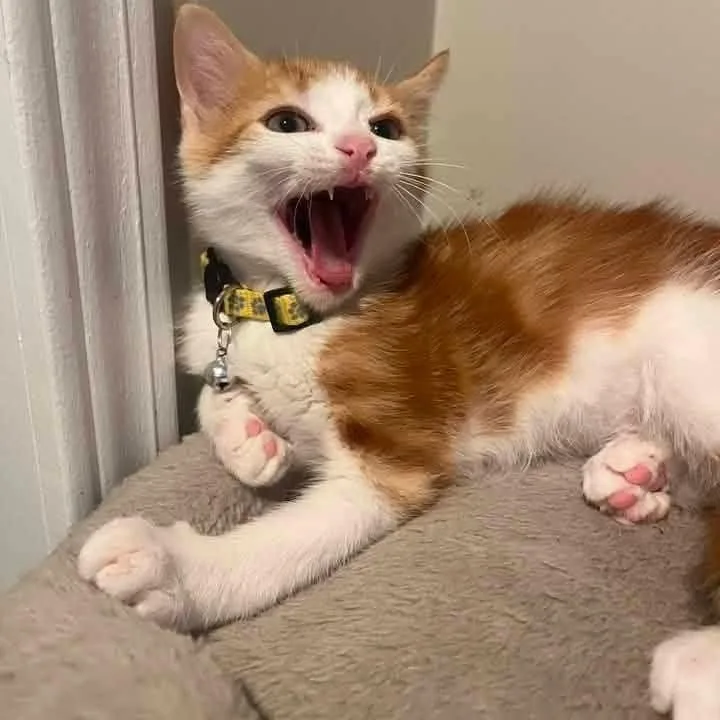 A baby medium-sized male Tabby (Orange / Red) Tabby cat named Mercury for adoption in Kentwood, MI