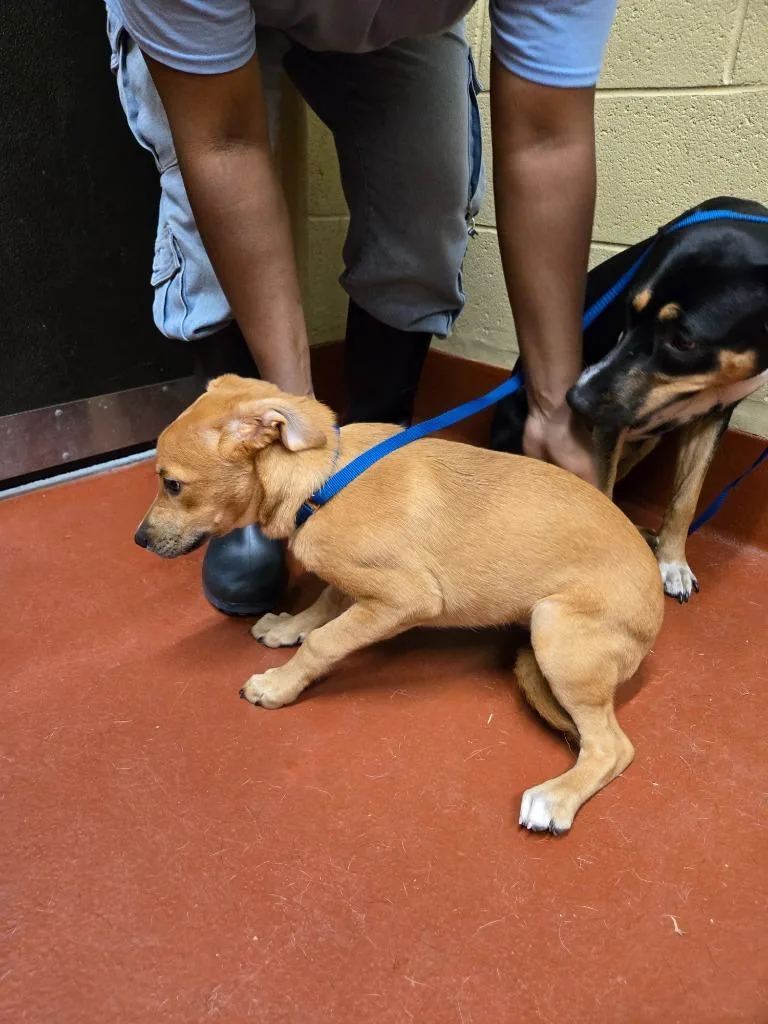 A baby medium-sized female Mixed Breed dog named Nugget for adoption in Douglasville, GA