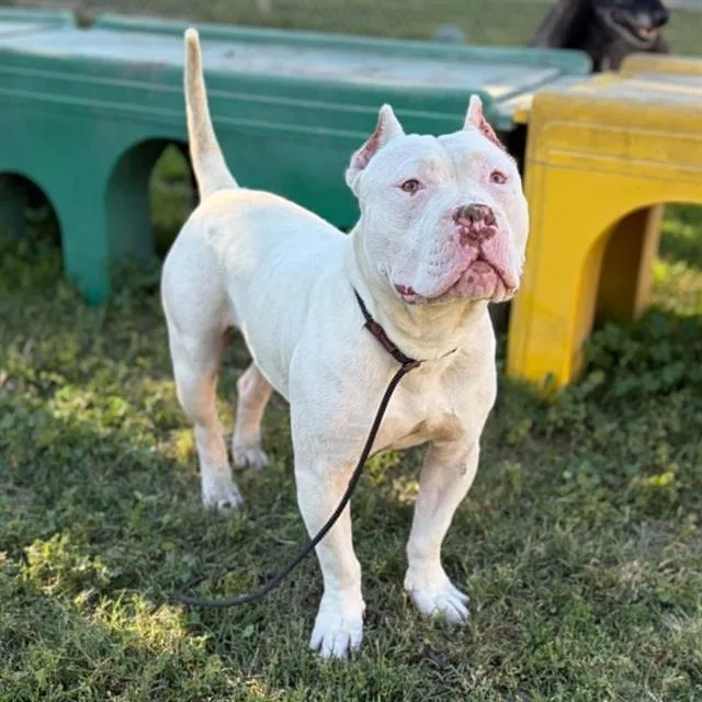 An adult large-sized male American Bulldog dog named Nacho for adoption in Modesto, CA