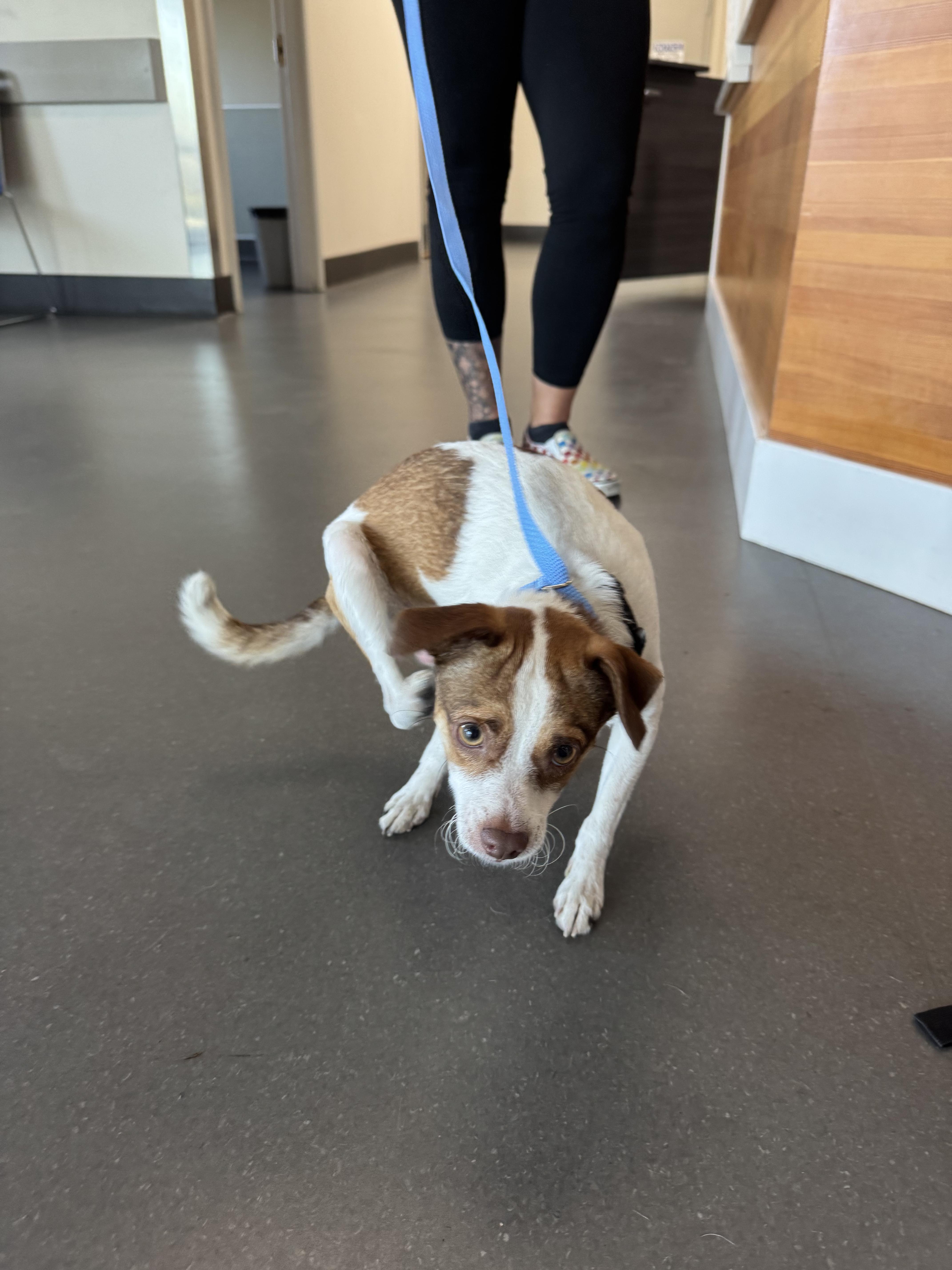 A young small-sized male White / Cream Terrier dog named Teddy for adoption in Palo Alto, CA
