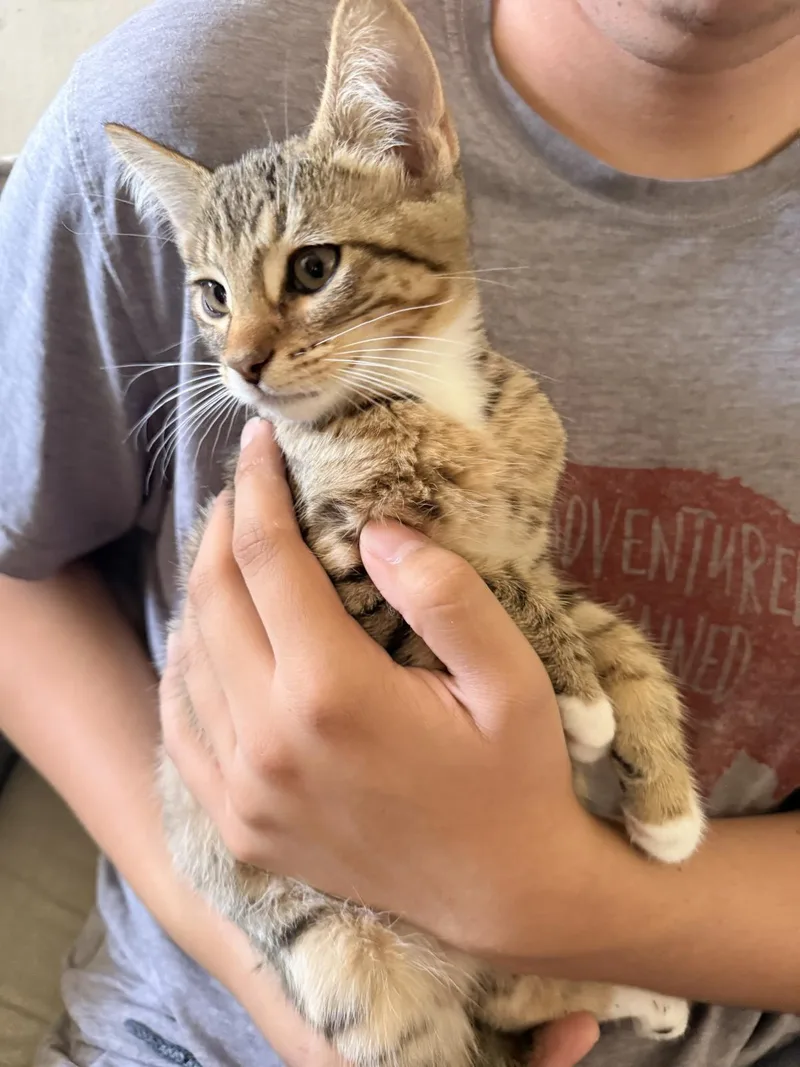 A baby small-sized male Brown / Chocolate Domestic Short Hair cat named Bellingham for adoption in La Jolla, CA