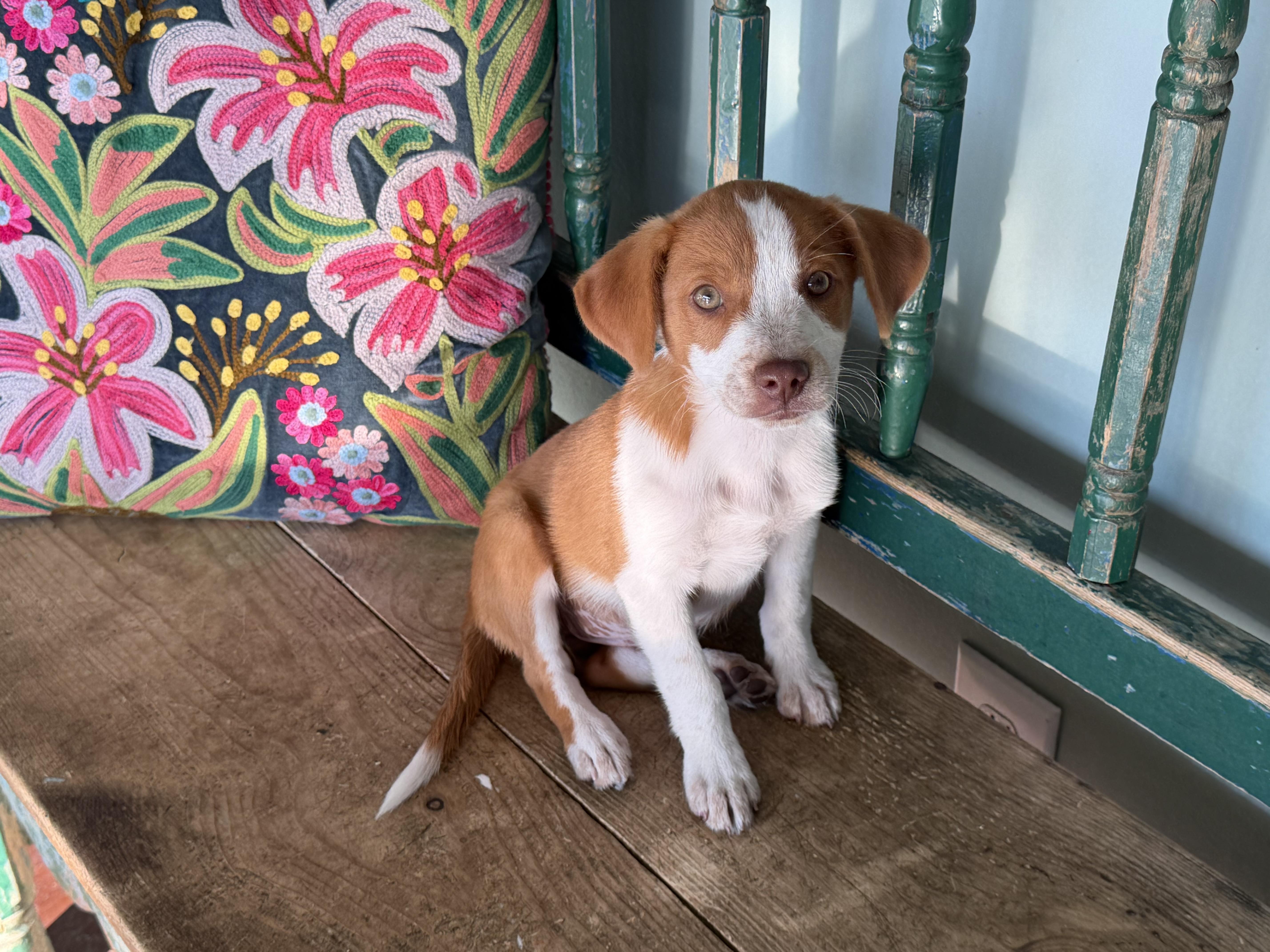 A baby medium-sized female Golden Australian Cattle Dog / Blue Heeler dog named Cherry for adoption in San Antonio, TX