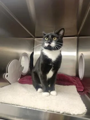 An adult medium-sized male Domestic Short Hair cat named Kobe for adoption in Fergus Falls, MN