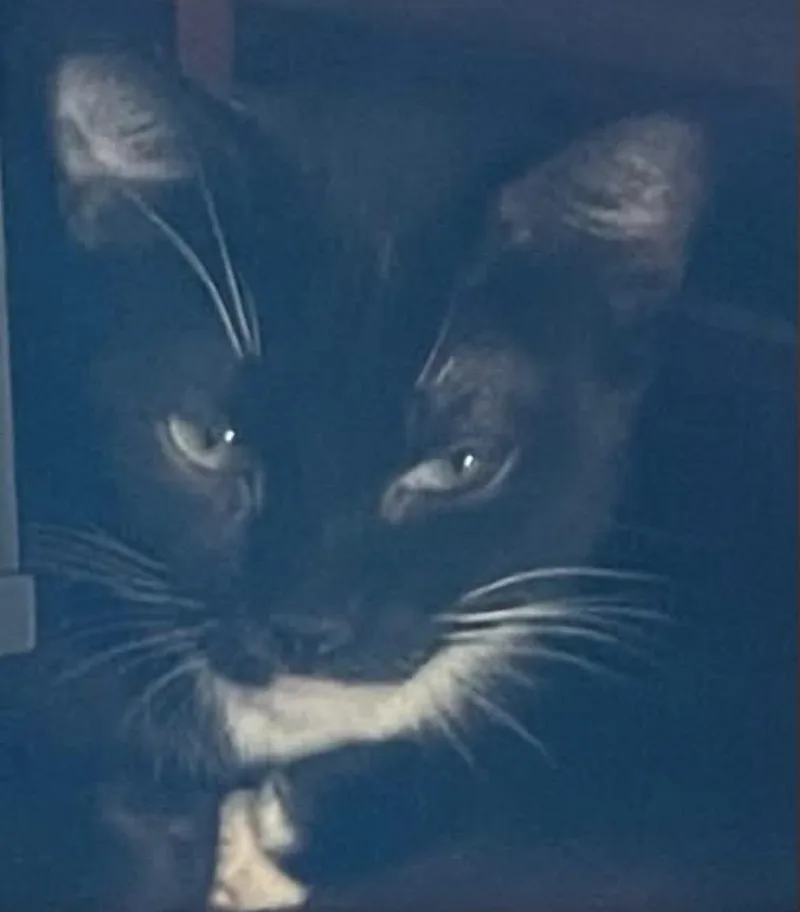 A young medium-sized female Black & White / Tuxedo Domestic Short Hair cat named Midnight for adoption in Kalama, WA