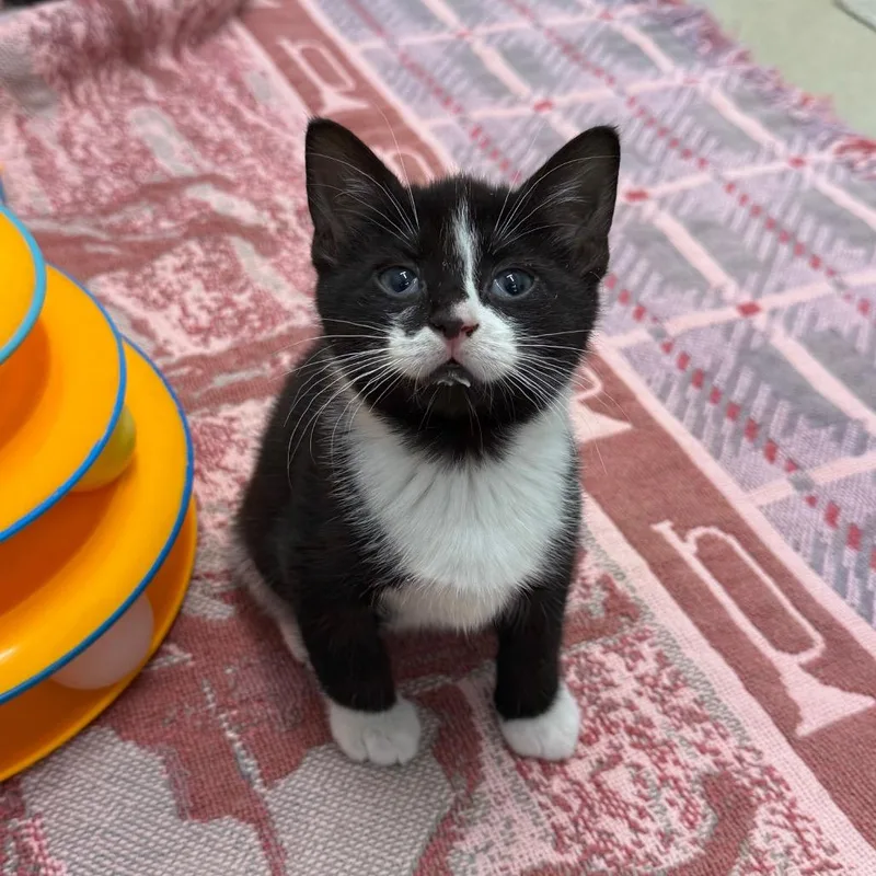 A baby small-sized male Black Domestic Short Hair cat named Jellybean for adoption in Marshall, VA