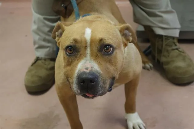 An adult large-sized female Mixed Breed dog named Teacup for adoption in Columbia, SC