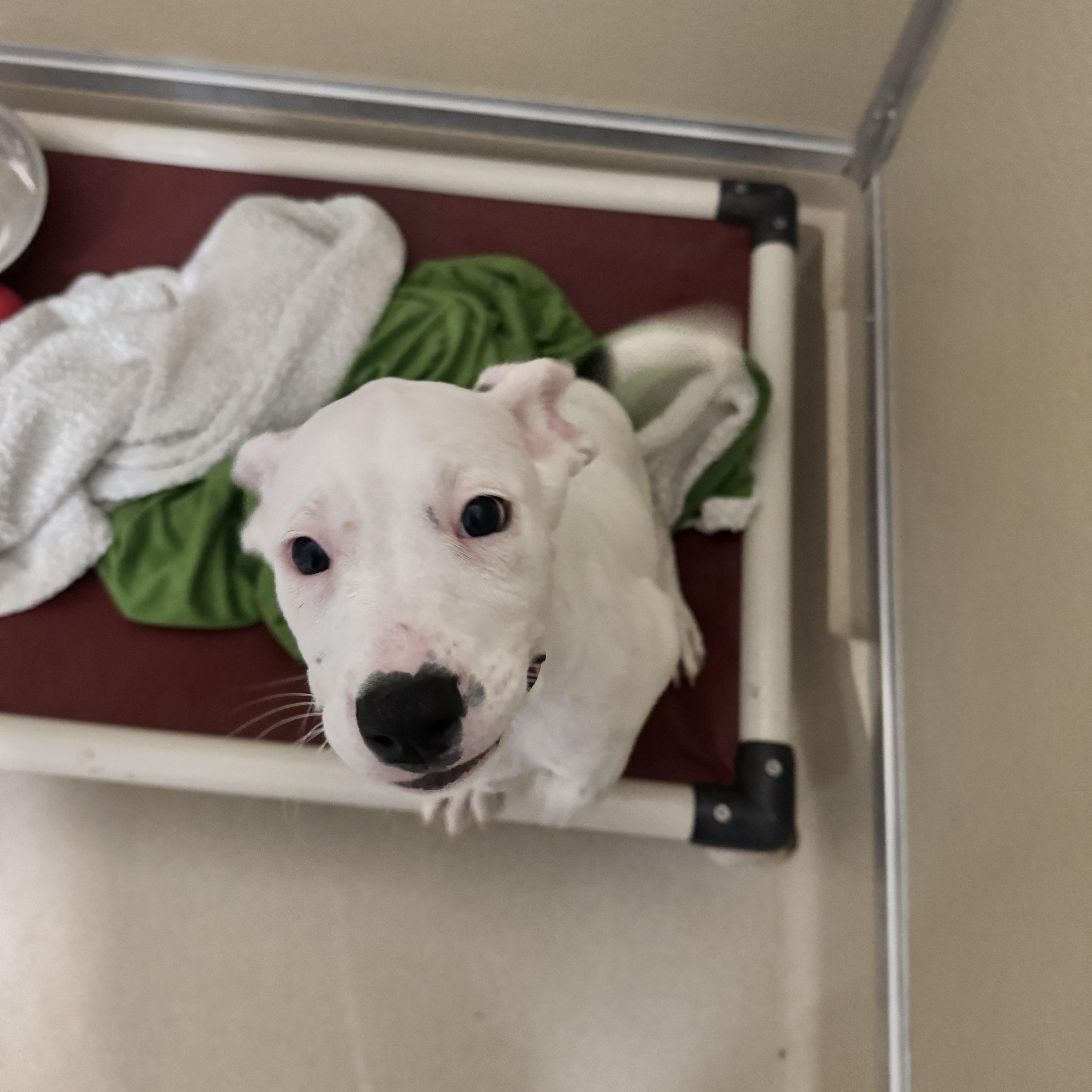 A baby medium-sized female White / Cream Boxer dog named Mia for adoption in Dodgeville, WI