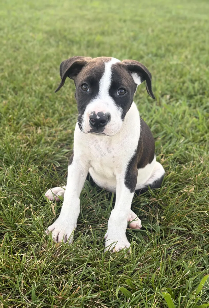 A baby medium-sized female White / Cream Pit Bull Terrier dog named Shelly for adoption in Watertown, CT