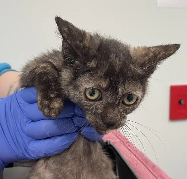 A baby small-sized female Domestic Short Hair cat named Chicky for adoption in Ridgewood, NY
