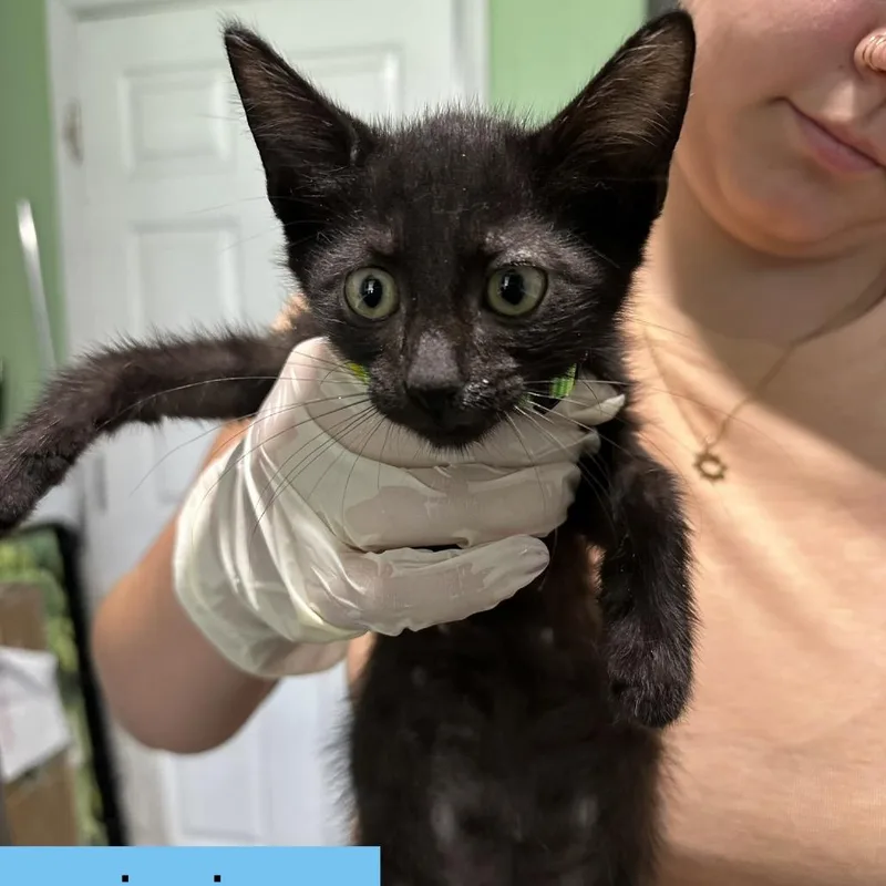 A baby small-sized male Black Domestic Short Hair cat named Zinnia for adoption in Tampa, FL