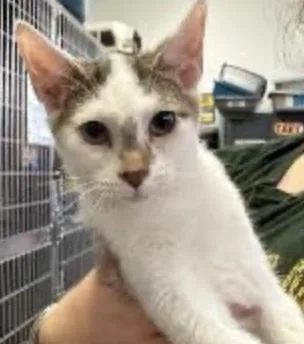 A baby medium-sized male White Domestic Short Hair cat named Flounder for adoption in Cincinnati, OH