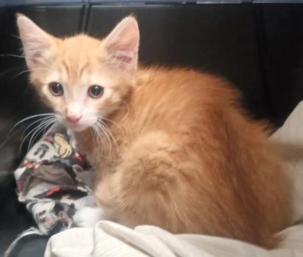 A baby small-sized male Domestic Short Hair cat named Atomic Fireball for adoption in El Cajon, CA