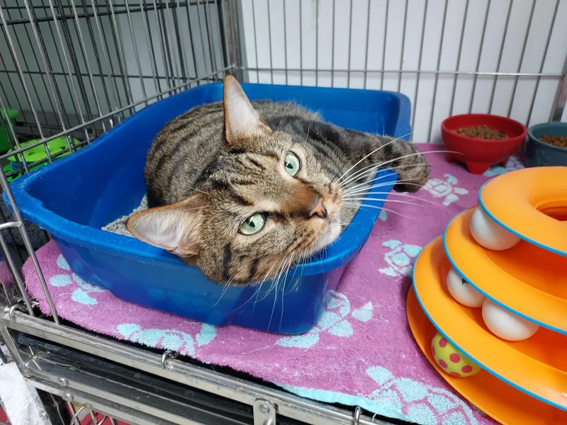 An adult large-sized male Tabby (Brown / Chocolate) Domestic Short Hair cat named Uno bonded with Laali for adoption in Ellicott City, MD