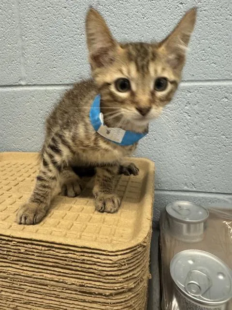 A baby medium-sized male Domestic Short Hair cat named Zach for adoption in Grand Prairie, TX