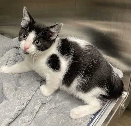 A baby small-sized male Domestic Short Hair cat named Moofasa for adoption in Westland, MI