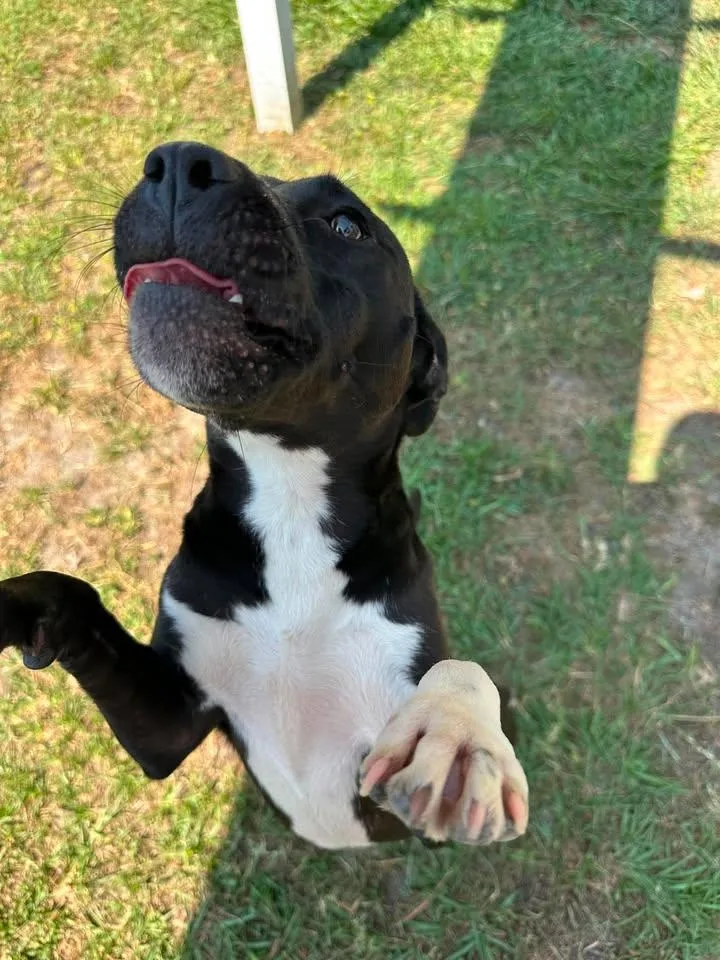 A young medium-sized female Harlequin Terrier dog named Abigail for adoption in Wilmington, NC