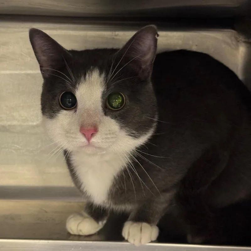 An adult medium-sized male Domestic Short Hair cat named Baby for adoption in Birmingham, AL