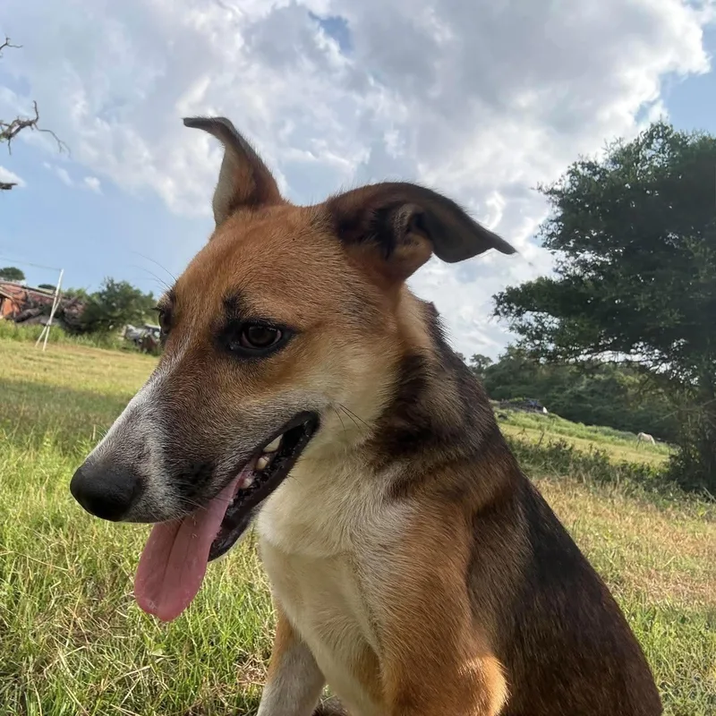 A young medium-sized female Tricolor (Brown, Black, & White) Shetland Sheepdog / Sheltie dog named Shelly for adoption in Caldwell, TX