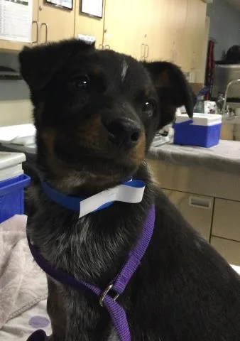 A young small-sized male Australian Cattle Dog / Blue Heeler dog named Oreo for adoption in Riverside, CA
