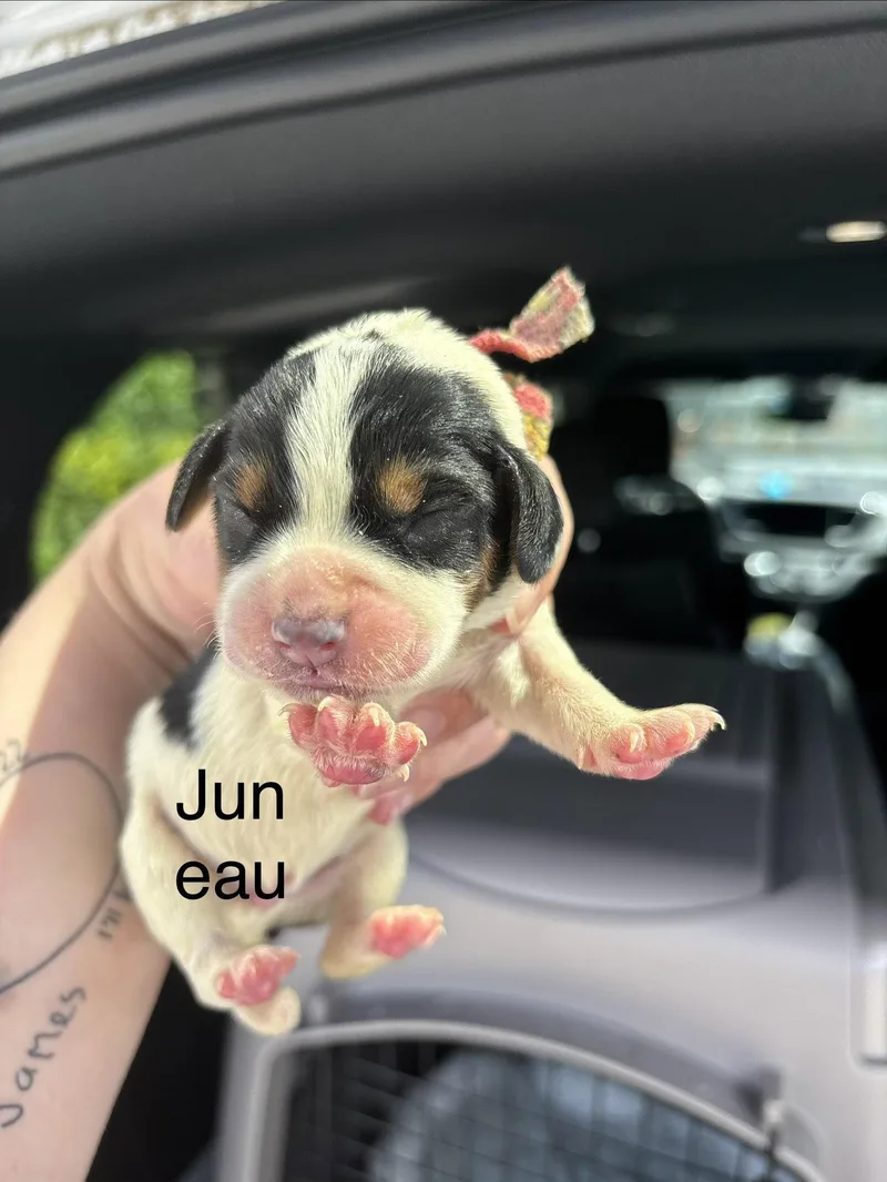 A baby medium-sized male Beagle dog named Hv Litter Juneau for adoption in Livonia, MI