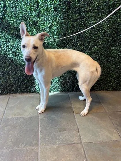 A baby medium-sized female White / Cream Mixed Breed dog named Sardonyx for adoption in El Paso, TX