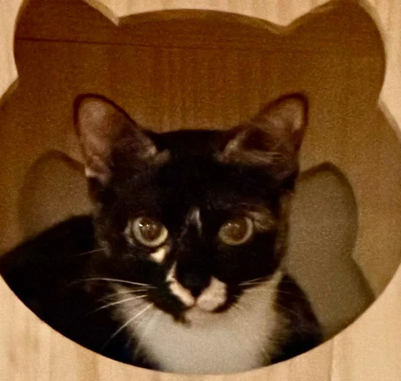 An adult medium-sized female Domestic Short Hair cat named Gisela for adoption in Wellington, FL