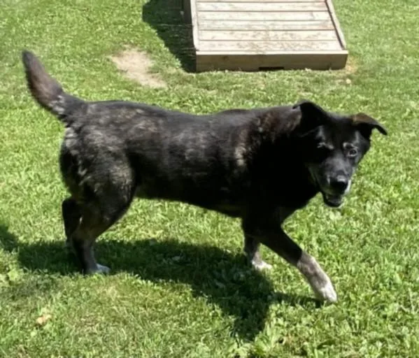 A senior large-sized male Labrador Retriever dog named Buddy for adoption in Clinton Township, MI