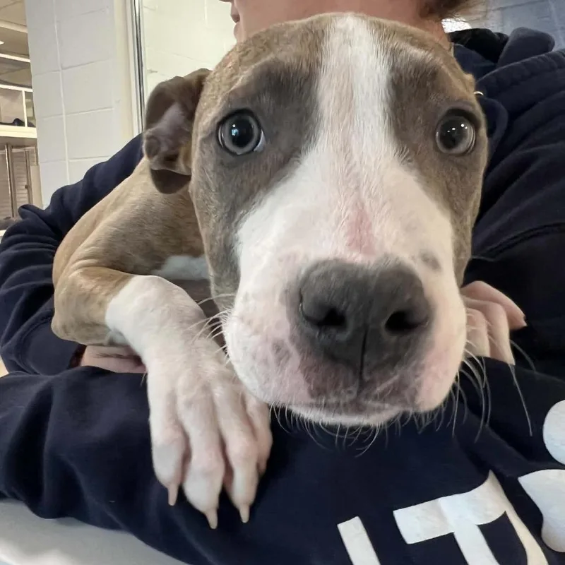 A baby small-sized female Brindle Mixed Breed dog named Rose for adoption in Hampton Bays, NY