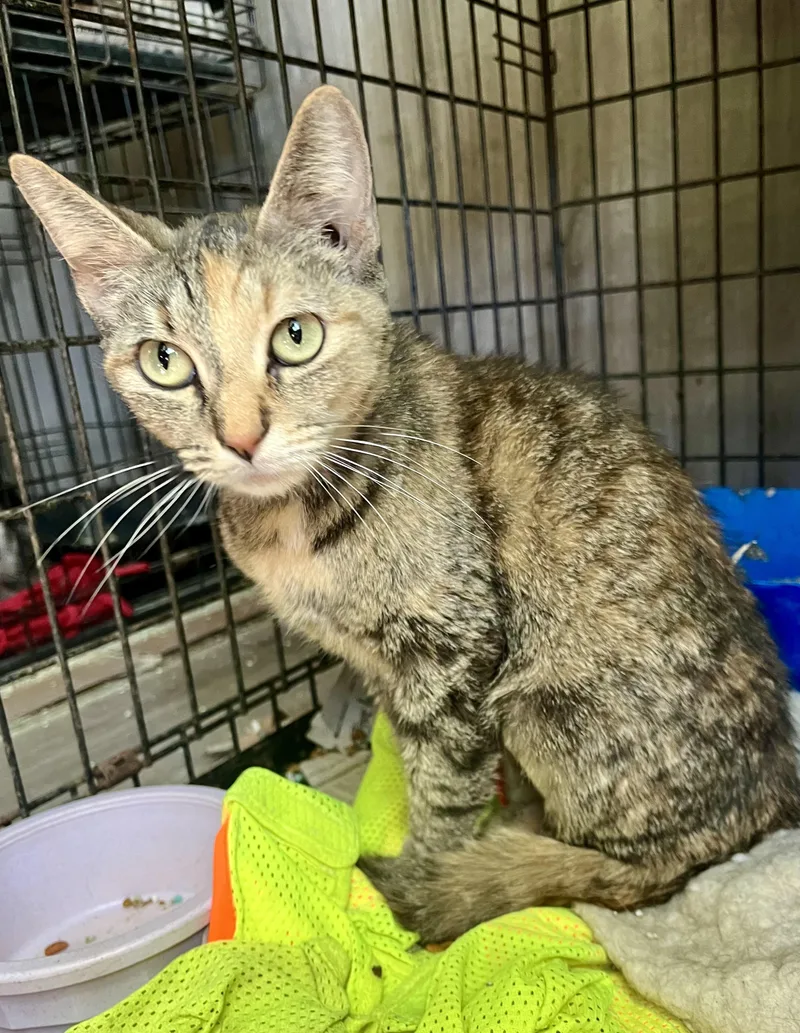 An adult medium-sized female Tortoiseshell Domestic Short Hair cat named Wella for adoption in Stuart, VA