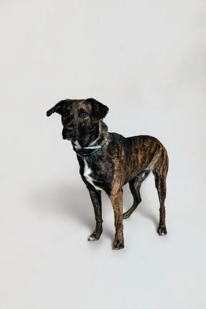 An adult large-sized male Mixed Breed dog named Walter for adoption in Sevierville, TN