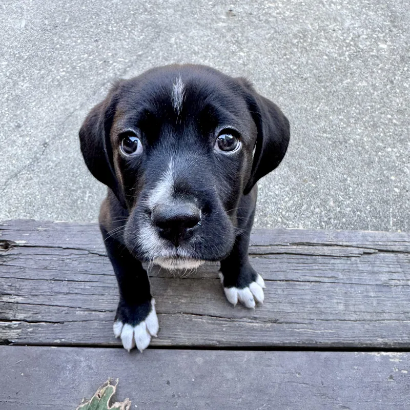A baby medium-sized male Black Dalmatian dog named Arthur for adoption in Chantilly, VA