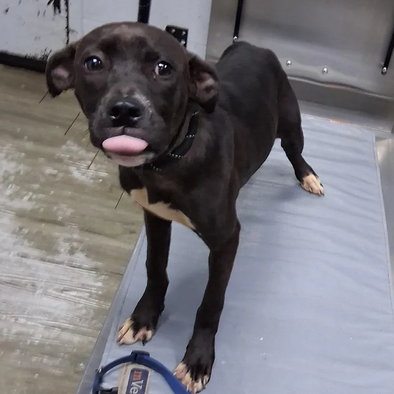 A baby medium-sized female Black Mixed Breed dog named Chihiro for adoption in Summerville, SC