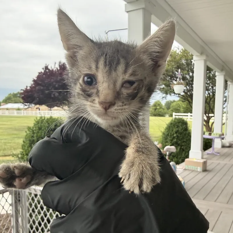 A baby small-sized male Gray / Blue / Silver Domestic Short Hair cat named Pebble for adoption in Alexandria, VA