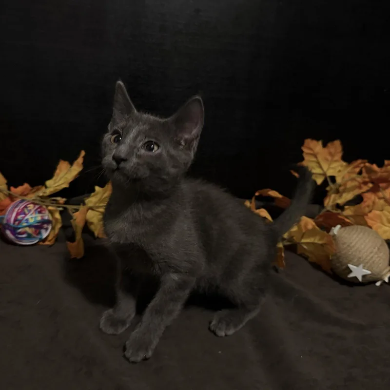 A baby small-sized male Gray / Blue / Silver Domestic Short Hair cat named Lewis for adoption in Fayetteville, GA