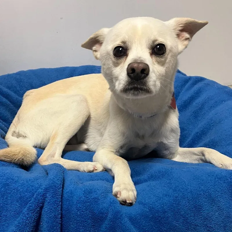 An adult small-sized male White / Cream Mixed Breed dog named Tucker for adoption in Medford, OR
