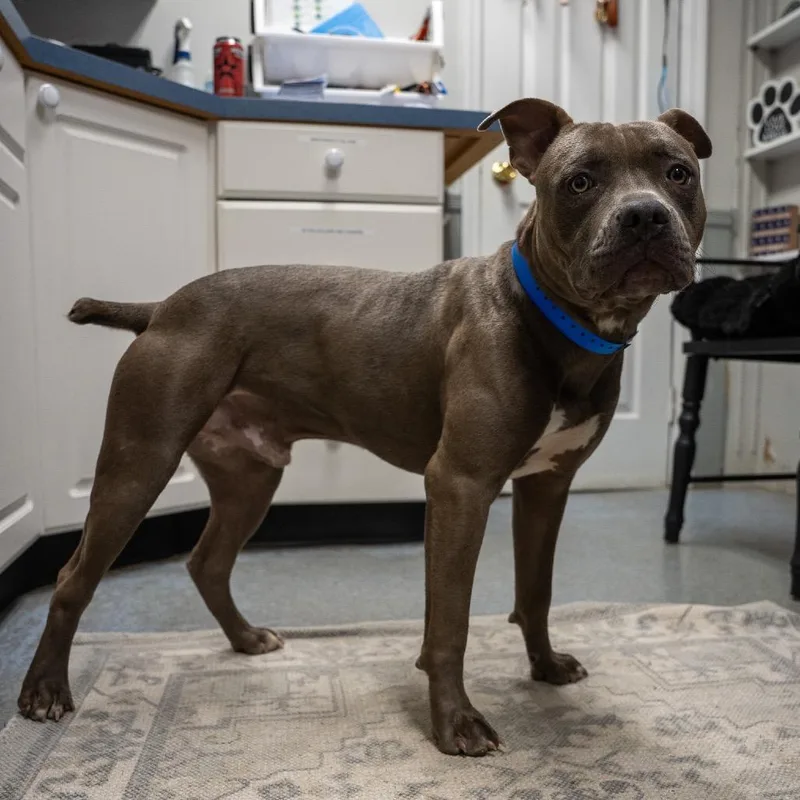 A young medium-sized male American Bulldog dog named Bagel for adoption in Pawling, NY