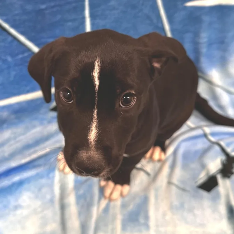 A baby medium-sized female Black Mixed Breed dog named Sally Mae for adoption in Washington Township, OH