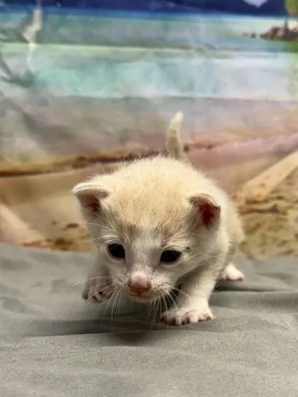 A baby small-sized male Domestic Short Hair cat named Toast for adoption in San Antonio, TX