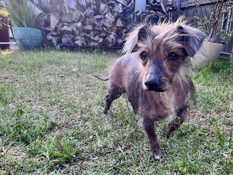 A senior small-sized male Gray / Blue / Silver Dachshund dog named Hershey for adoption in Fort Walton Beach, FL