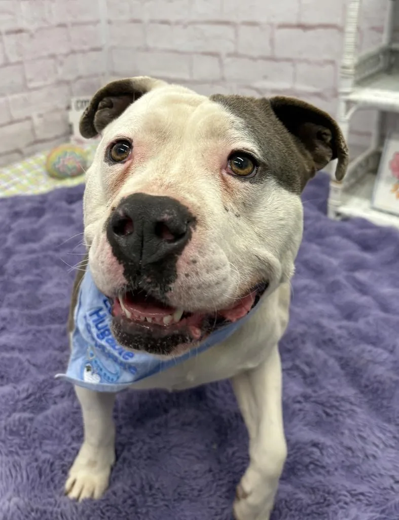 Linneaeus thumbnail 2