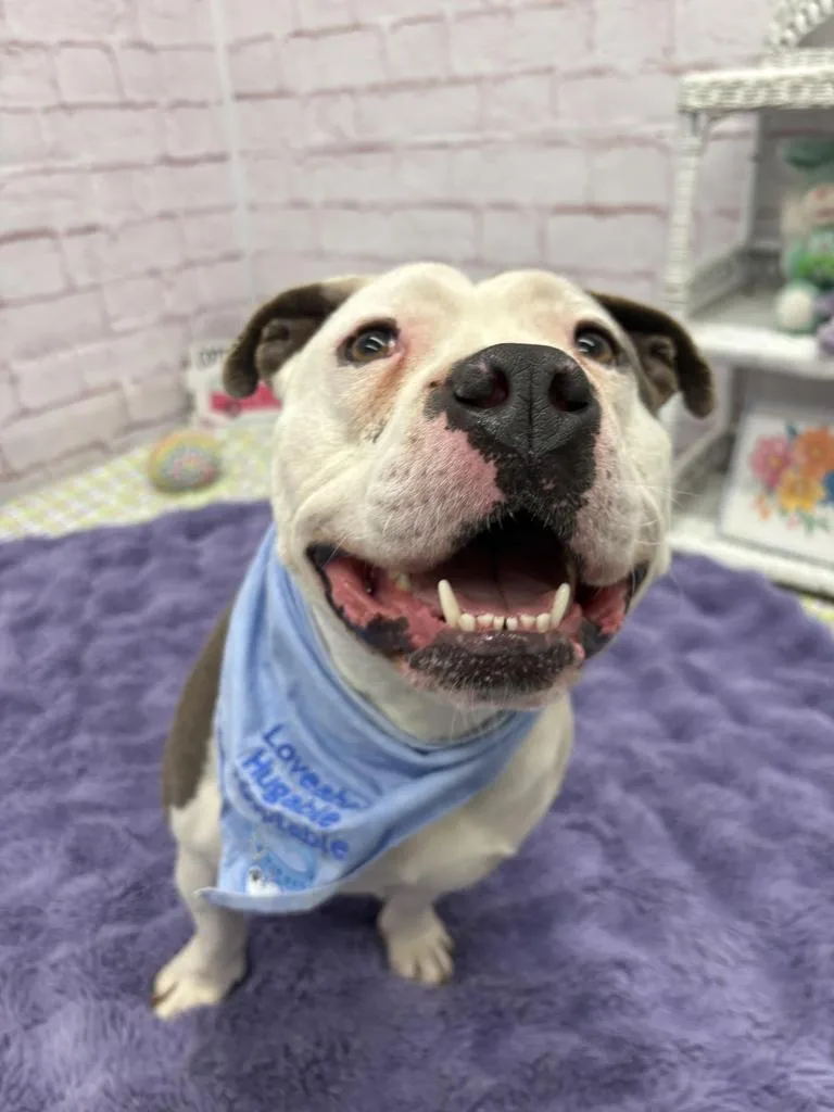 Linneaeus thumbnail 3