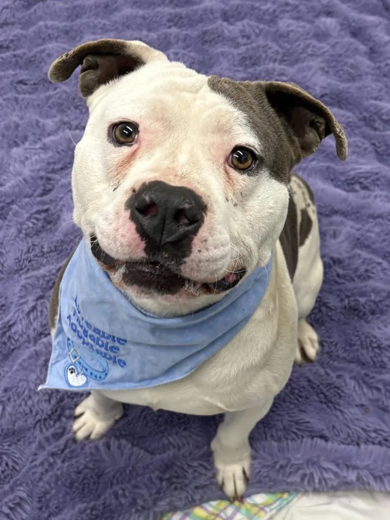 Linneaeus thumbnail 4