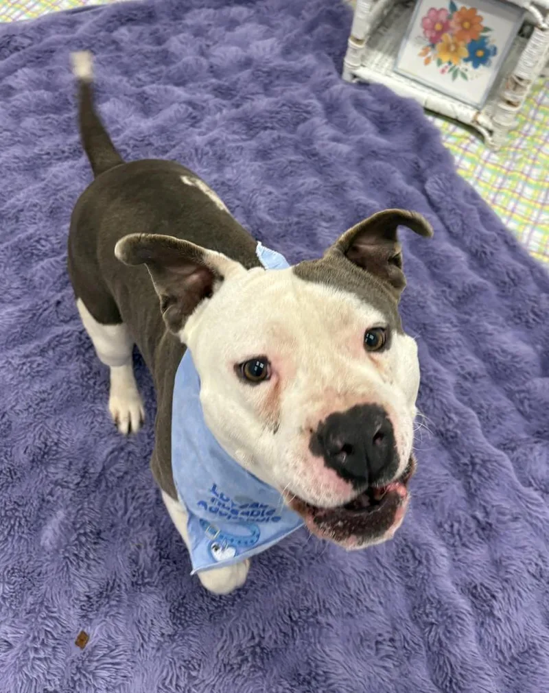 Linneaeus thumbnail 5