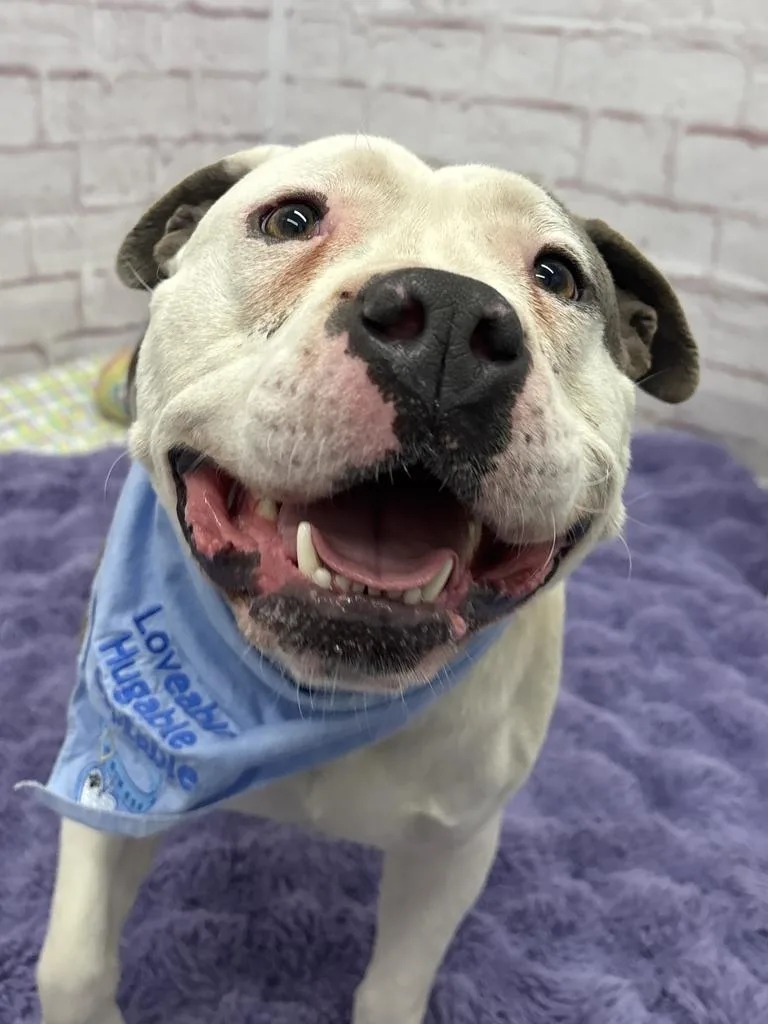 Linneaeus thumbnail 6