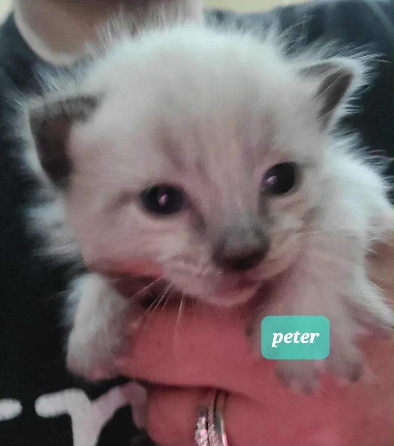 Peter thumbnail 6